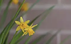 水仙花花语自恋图片壁纸桌面壁纸1
