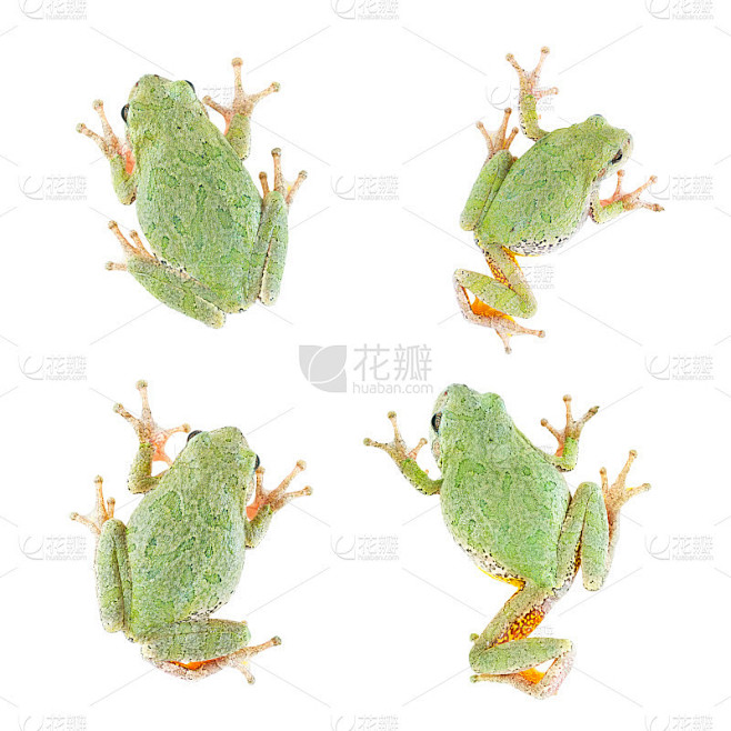 树蛙孤立，4个视图