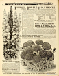 20世纪的植物花卉杂志，排版可以作为板报和手账的参考。 ​​​​