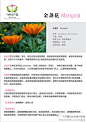 精油-金盏花