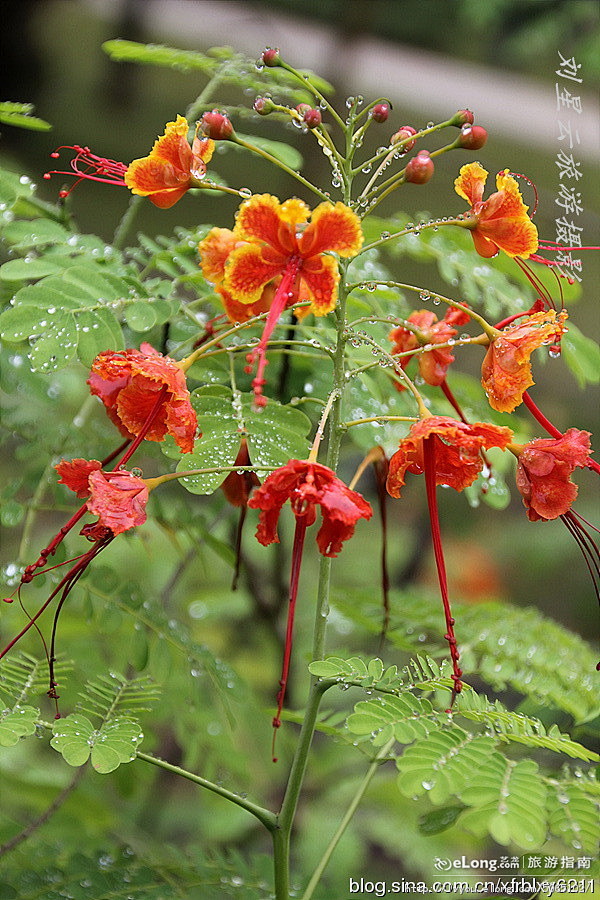 使纤纤玉指“一夜深红透”的海南金凤花, ...