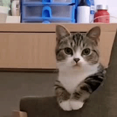 沙雕动图表情包更新，礼貌拿图

都说了我胖虎不简单
懒得理你
你要出去？你出去干嘛
扔群主家
你有问题，小老弟...展开全文c