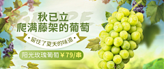 章鱼点灯采集到banner