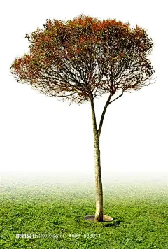 草地咖啡色的小树苗摄影背景桌面壁纸图片素材