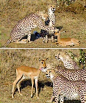 动物世界法则就是没有饥饿就没有杀戮。 豹子：感动吗？ 鹿：不敢动！
