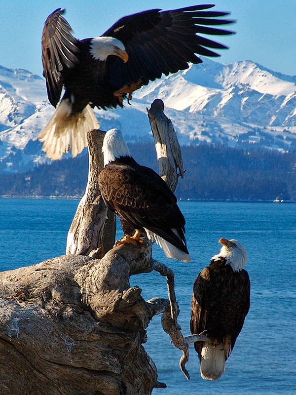 Abundant eagles, Hom...