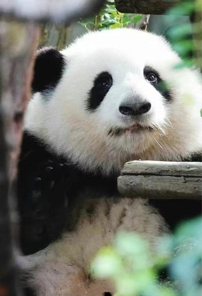 分享一波大熊猫和花的美图