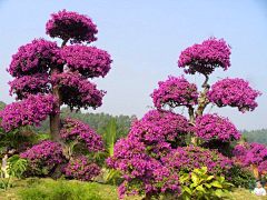 §浮生若茶~采集到植物美图