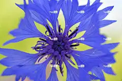 花 花壁纸 美丽的花朵 矢车菊 花瓣 蓝花 盛开 开花 开花植物