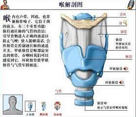 咽部部的解剖图_360图片搜索