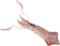 鱿鱼PNG