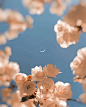 月明花满枝 | Sophia Ahamed