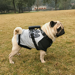 Gwen雯子采集到仔仔的日常