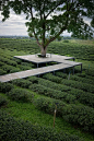 风景优美的绿茶种植园山谷图片下载