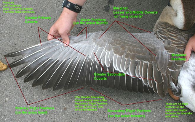bird wing anatomy | ...