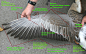 bird wing anatomy | Wing anatomy, Wings drawing, Bird wings