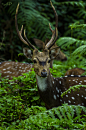 faerieforests: Deer by Ashwini Paithankar - Some people feel the rain. Others just get wet. : faerieforests:
“ Deer by Ashwini Paithankar
”