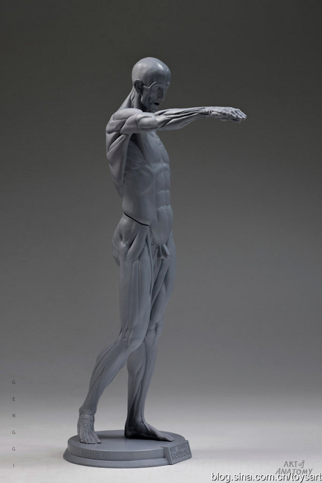 3d打印的人体解剖模型