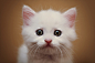 500px / Photo "kitty ;)" by Julia Pilipeichenko