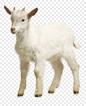 Baby Goat Transparent, HD Png Download - goat simulator png