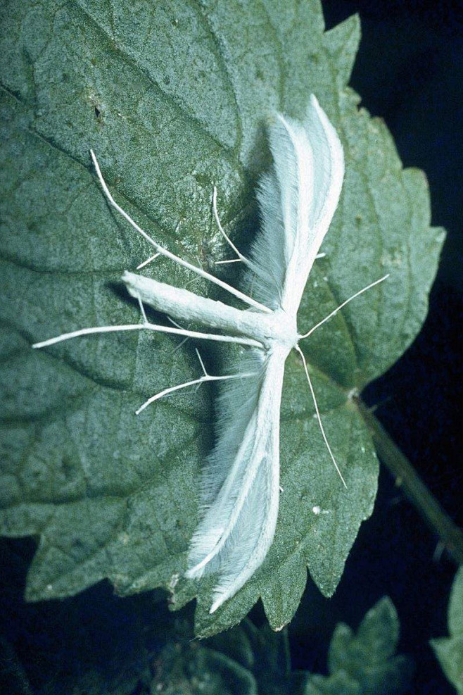 鳞翅目螟蛾总科羽蛾