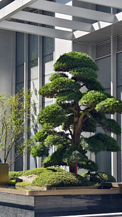 Kano·川页采集到A-3植物种单体