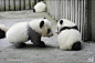  熊猫家园-pandapia
#和滚滚的每一天# 毛家哥哥妹妹成为毛竹毛笋的第二天[doge]是因为有了正式的名字所以要开始展露头角了么[偷笑]成就管理员也当得棒棒哒[阴险]