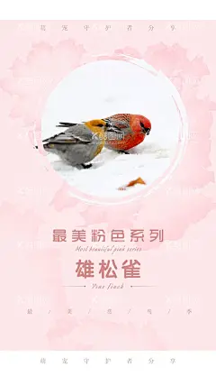 可爱鸟儿  - 源文件下载【酷图网】秋草鹦鹉,粉色背景,花瓣,粉色花瓣,葵花鹦鹉,鸟儿,鸟类,小动物,野生动物,喜鹊,凤头鹦鹉,