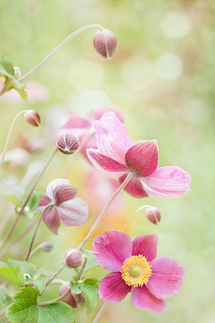 淡笺素语采集到花季