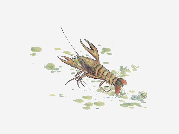 水墨画龙虾