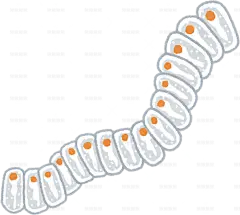 藻袋鼠的插图，藻袋鼠是一种海洋生物，可以产生许多克隆体并将它们像链条一样连接起来手绘卡通插画手绘png儿童插画免扣素材
