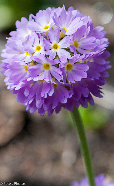 pretty little flower