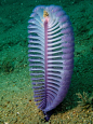 sea pens, soft coral, can grow 6 feet