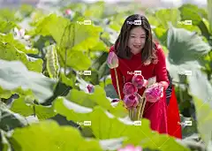 女士 莲花 花壁纸 裙子 花朵 莲花园 花卉背景 荷叶