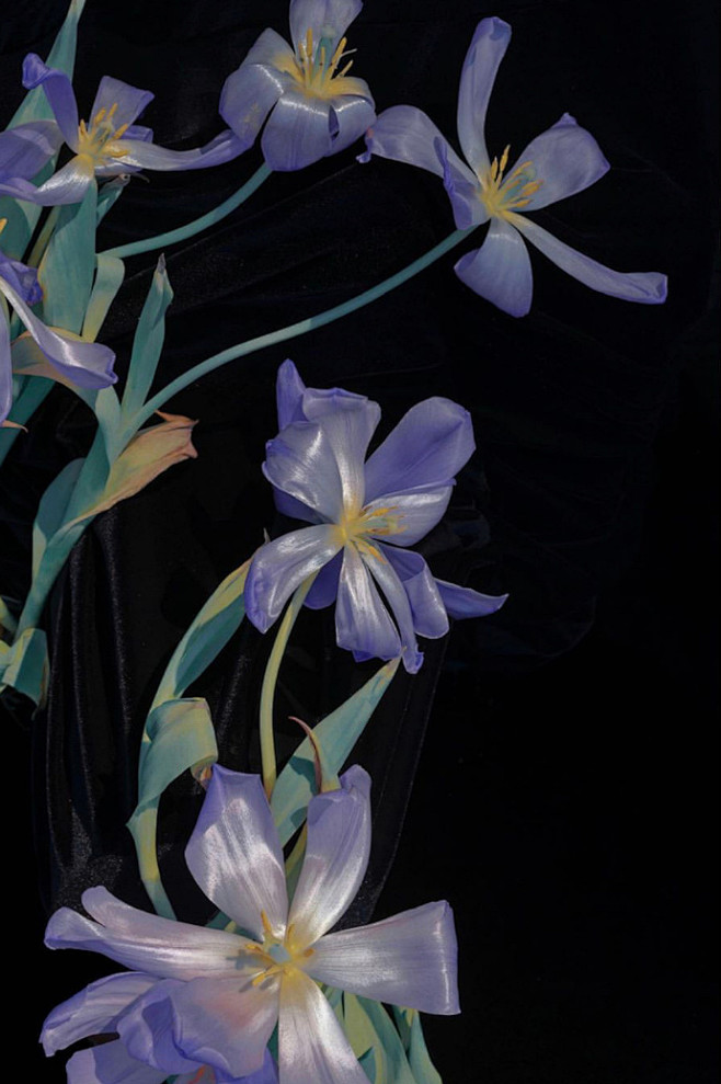 .

Xuebing.du ​​​​