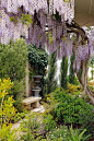 Gardens:  Wisteria #garden.: 