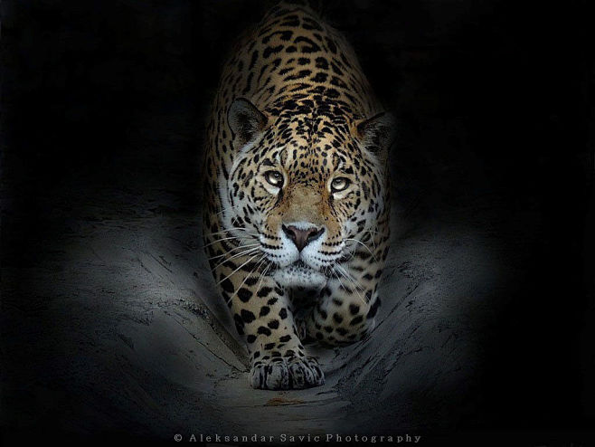 Jaguar by Aleksandar...