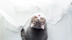 可爱的小猫肥猫图片-动物壁纸-高清动物图片-第2图-娟娟壁纸