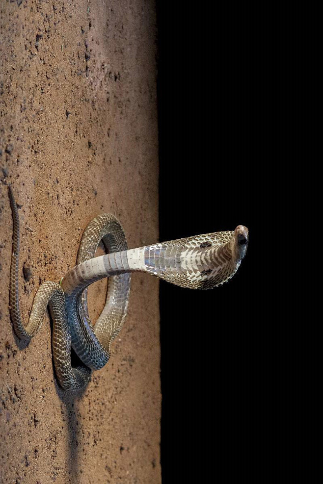 蛇目眼镜蛇科眼镜蛇属印度眼镜蛇