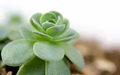 小清新多肉植物图片桌面壁纸1920x1200