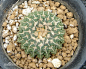 Ariocarpus kotschoubeyanus姬牡丹