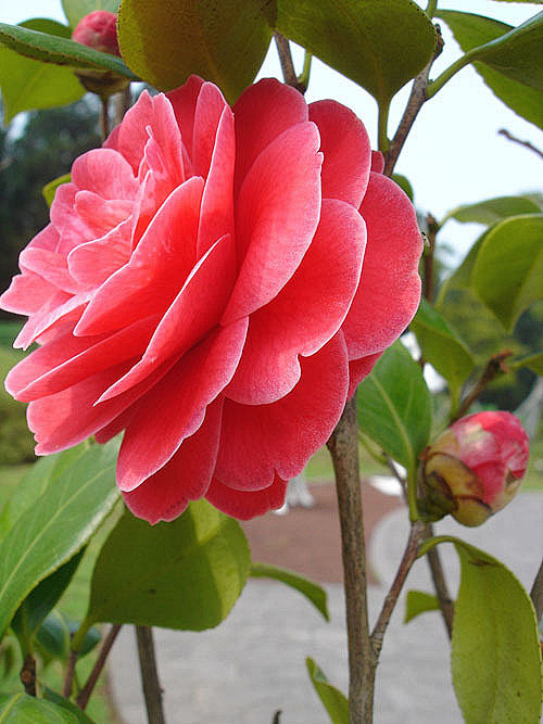 植物花卉 嘀咕图片