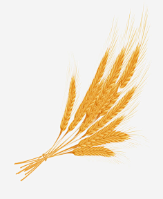 com采集小频采集到大麦粮食3png素材 免扣 纹理背景 高清场景