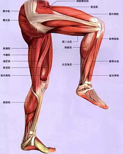 三天前超坏采集到腿部参考