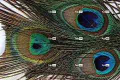 孔雀羽毛 美丽的壁纸 结构体 基金 孔雀 桌面背景