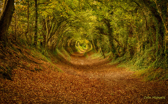 Tree tunnel, Halnake...