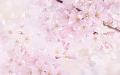 鲜花背景壁纸1920X1200(第51张)@北坤人素材