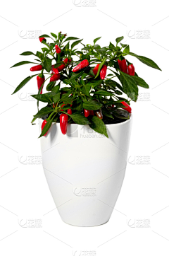 花瓣素材-动植物图片采集到绿树