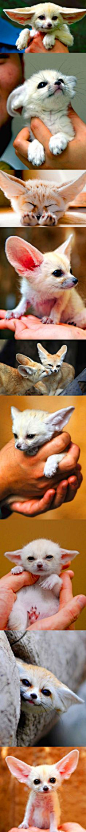 Fennec Fox Pups.