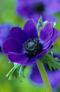 Anemone coronaria &#;39Mr Fokker&#;39